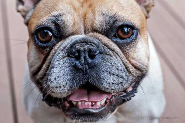 Zubar francuskog buldoga: Kako četkati zube vašeg psa?