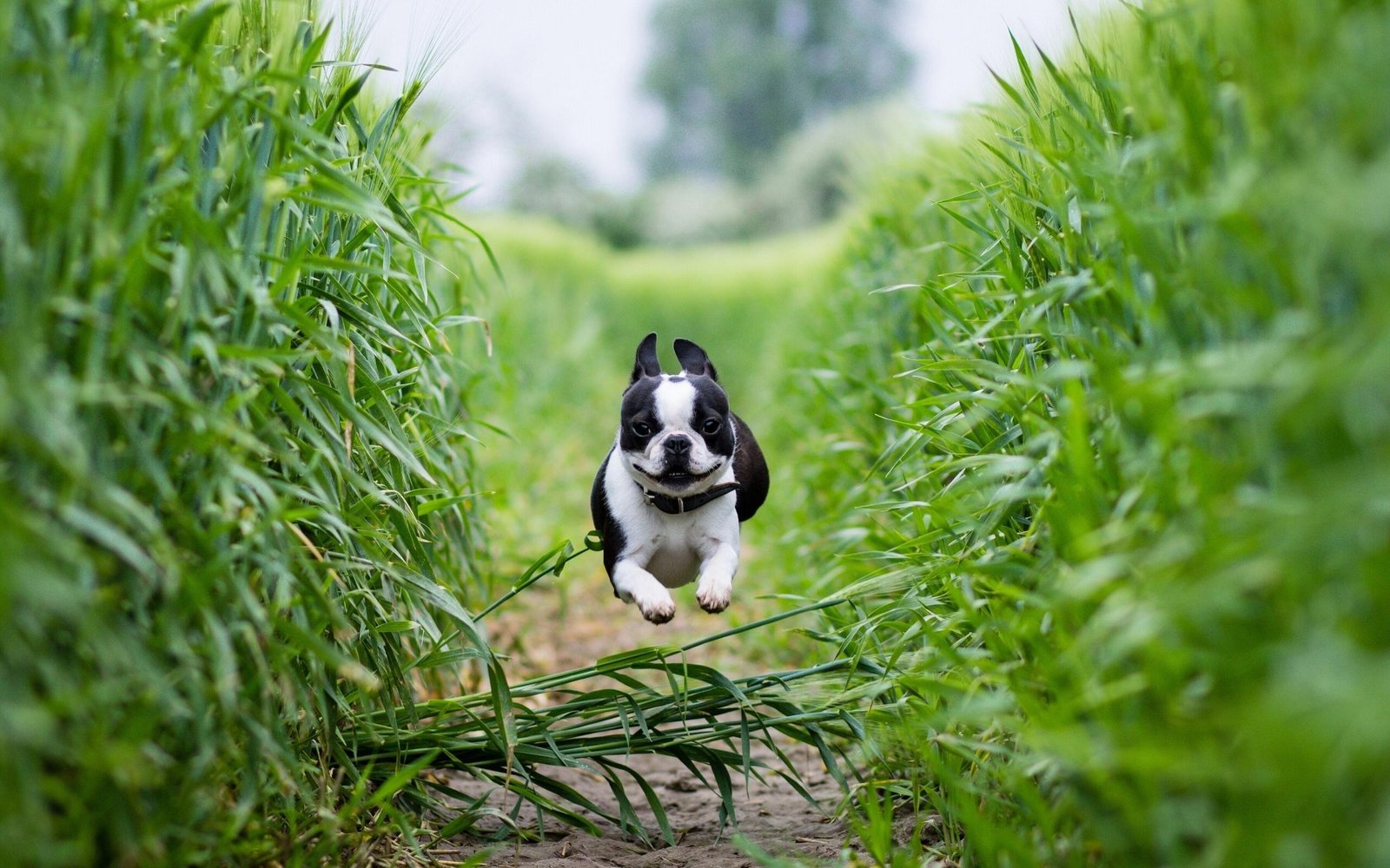 dog-running-fast