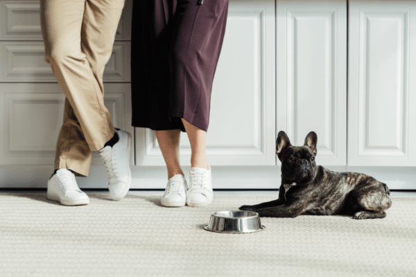 Kratki vodič za nove vlasnike: Kako pripremiti dom za štene