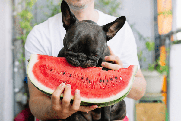 Popis voća i povrća koje psi (ne)smiju jesti!