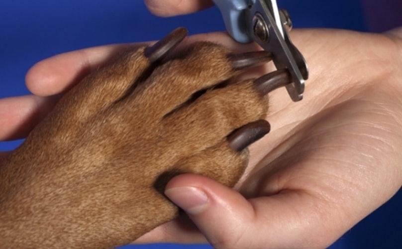 Rezanje noktiju kod pasa