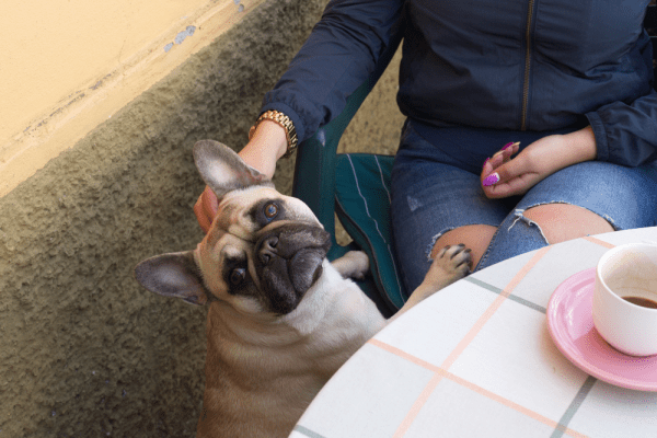 Popis ‘dog friendly’ kafića u Hrvatskoj