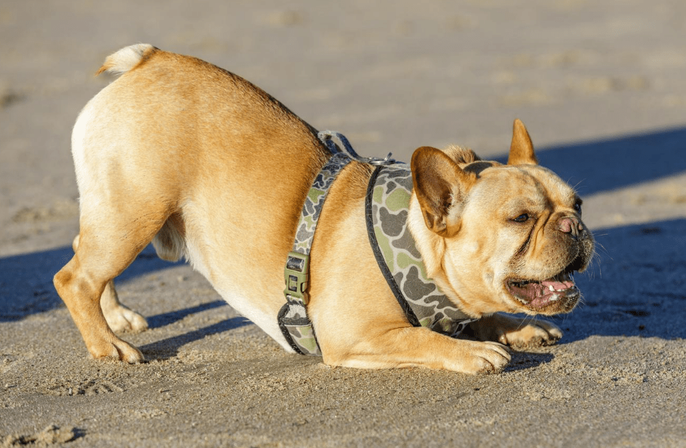 Gdje se kupati: Popis plaža na koje smijete sa psima