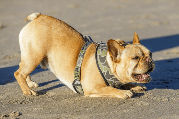 Gdje se kupati: Popis plaža na koje smijete sa psima